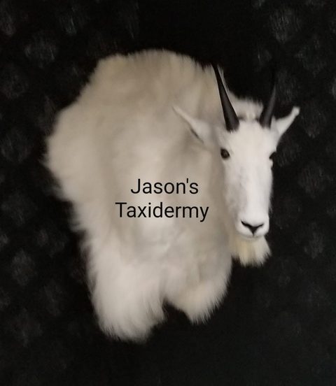 big game taxidermy by Jason's Taxidermy