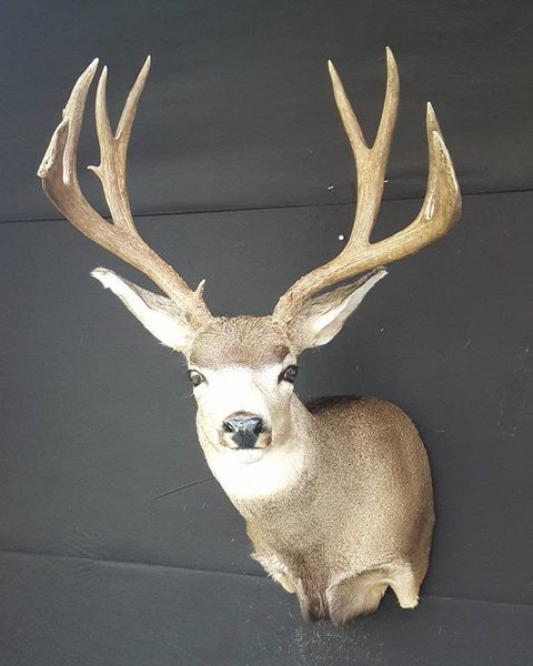 mule deer taxidermy by Jason's Taxidermy