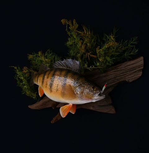 fish taxidermy by Jason's Taxidermy