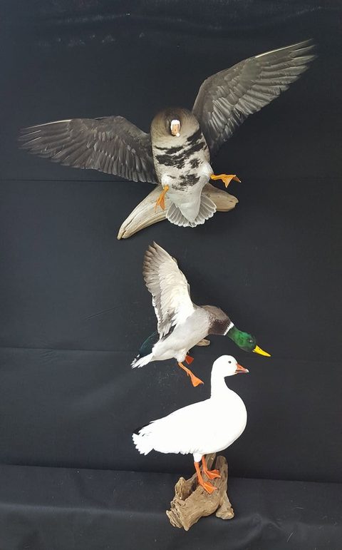 Waterfowl Wall Display – waterfowl taxidermy by Jason's Taxidermy