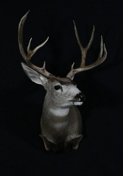 whitetail deer taxidermy by Jason's Taxidermy