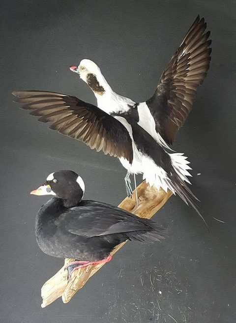 Long-tailed Duck & Surf Scoter – waterfowl taxidermy by Jason's Taxidermy