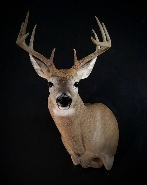 whitetail deer taxidermy by Jason's Taxidermy