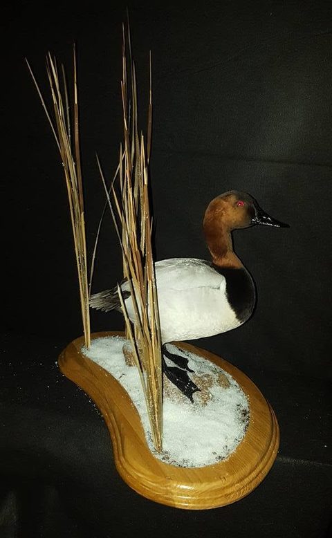 Canvasback – Standing – waterfowl taxidermy by Jason's Taxidermy