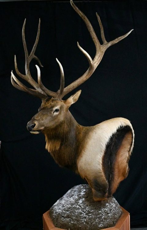 big game taxidermy by Jason's Taxidermy
