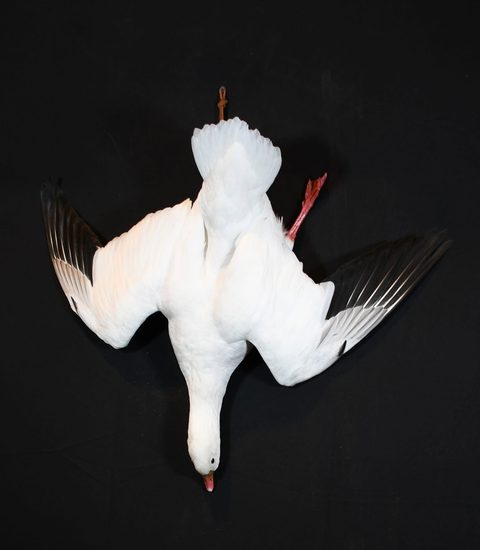 Snow Goose – Deadhang – waterfowl taxidermy by Jason's Taxidermy