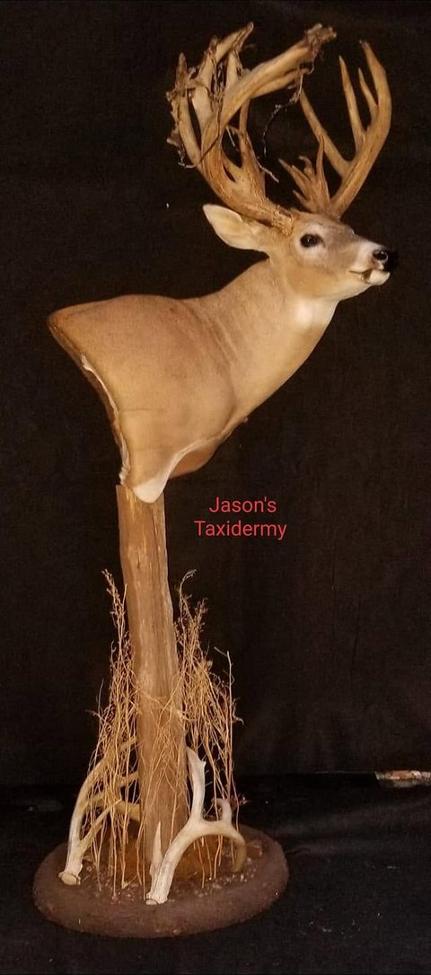 whitetail deer taxidermy by Jason's Taxidermy