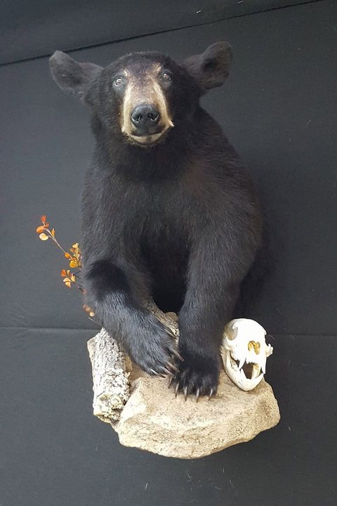 big game taxidermy by Jason's Taxidermy