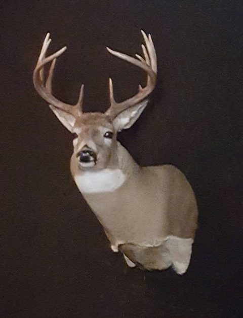 whitetail deer taxidermy by Jason's Taxidermy