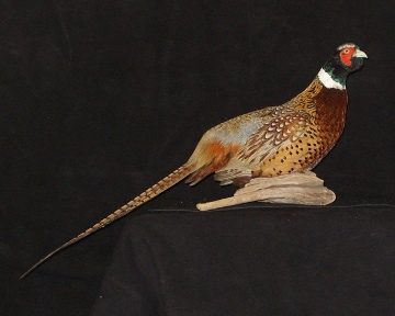 Ring-necked pheasant mount, item #21
