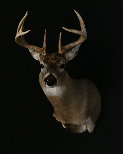 whitetail deer taxidermy by Jason's Taxidermy