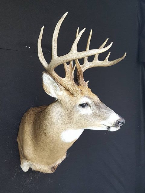 whitetail deer taxidermy by Jason's Taxidermy