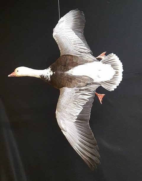 Blue Goose – Flying – waterfowl taxidermy by Jason's Taxidermy