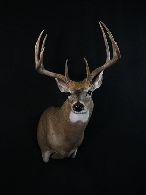 whitetail deer taxidermy by Jason's Taxidermy