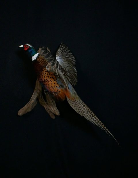 upland game bird taxidermy by Jason's Taxidermy
