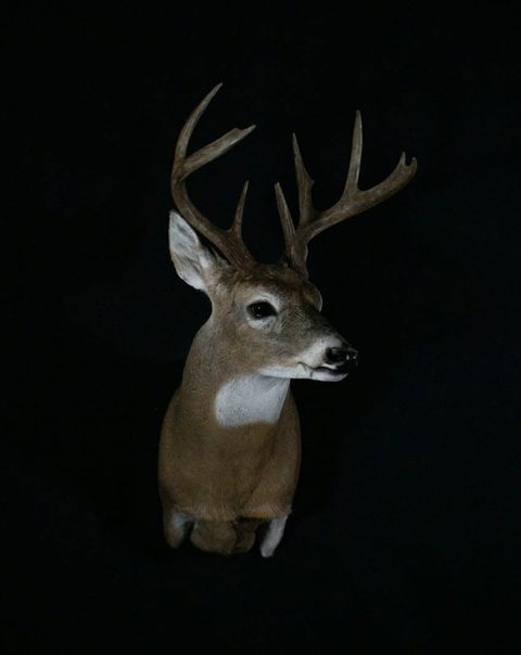 whitetail deer taxidermy by Jason's Taxidermy