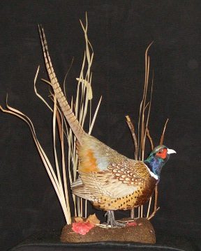 Ring-necked pheasant mount, item #12