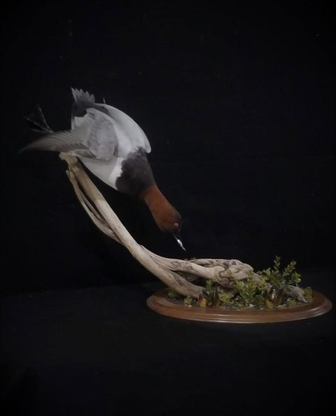 Canvasback – Diving – waterfowl taxidermy by Jason's Taxidermy