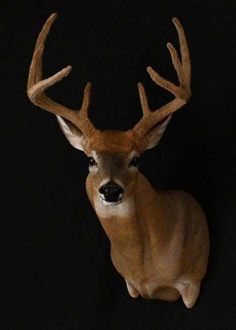 whitetail deer taxidermy by Jason's Taxidermy