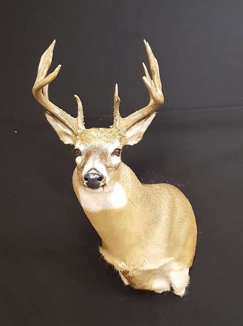 whitetail deer taxidermy by Jason's Taxidermy