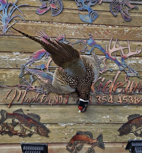 upland game bird taxidermy by Jason's Taxidermy