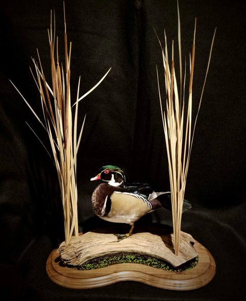 Wood Duck – Habitat Scene – waterfowl taxidermy by Jason's Taxidermy