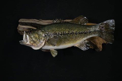 fish taxidermy by Jason's Taxidermy