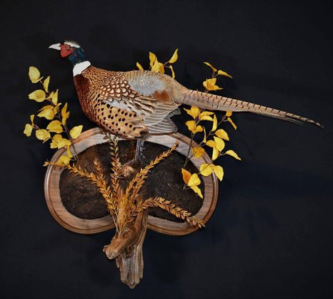 upland game bird taxidermy by Jason's Taxidermy