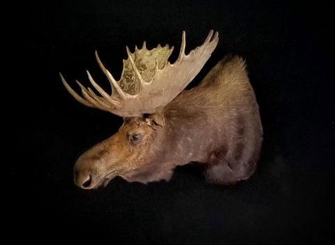 big game taxidermy by Jason's Taxidermy