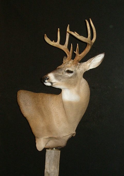 whitetail deer taxidermy by Jason's Taxidermy