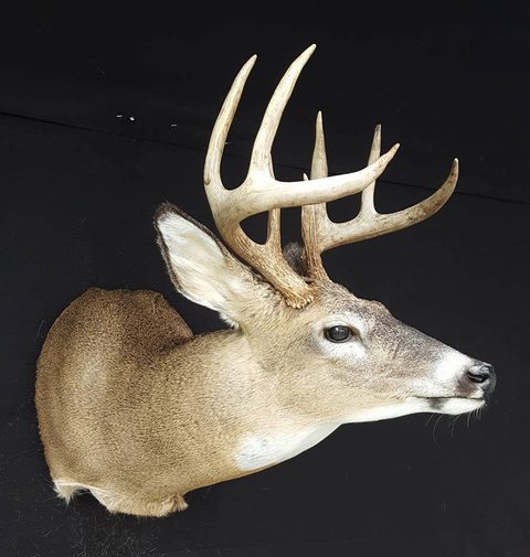 whitetail deer taxidermy by Jason's Taxidermy