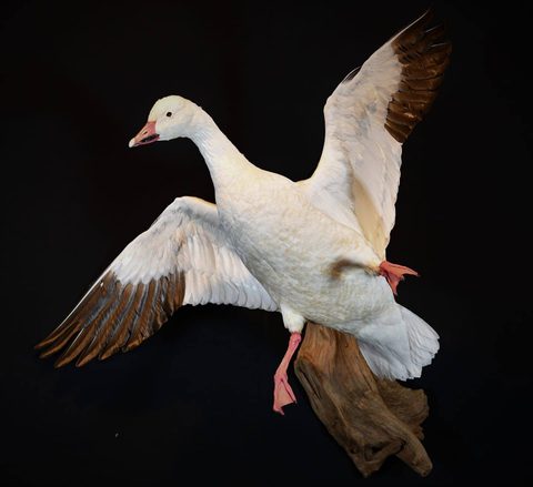 Snow Goose – Landing – waterfowl taxidermy by Jason's Taxidermy
