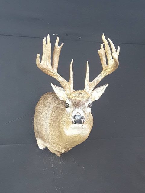 whitetail deer taxidermy by Jason's Taxidermy