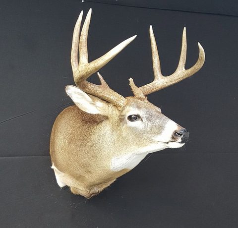whitetail deer taxidermy by Jason's Taxidermy
