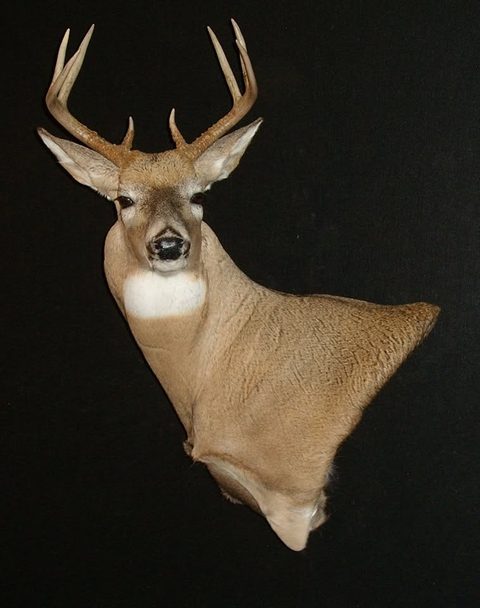 whitetail deer taxidermy by Jason's Taxidermy