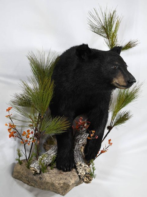 big game taxidermy by Jason's Taxidermy