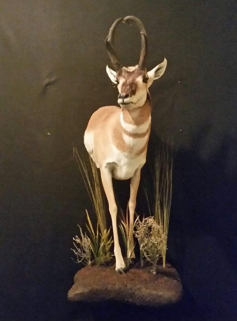 big game taxidermy by Jason's Taxidermy