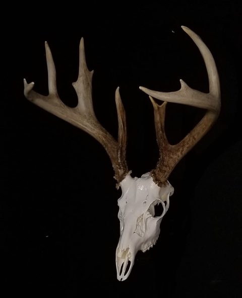 European taxidermy by Jason's Taxidermy