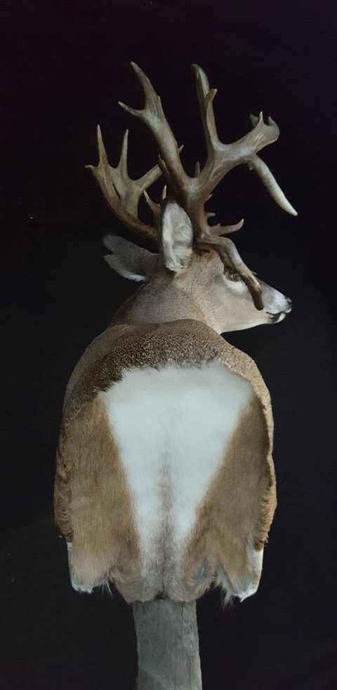 whitetail deer taxidermy by Jason's Taxidermy