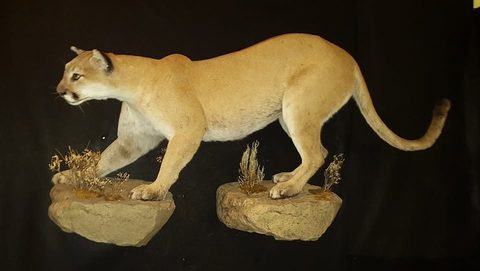 big game taxidermy by Jason's Taxidermy