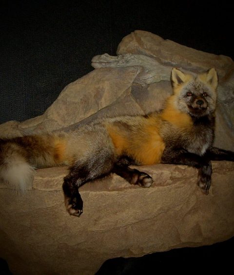 furbearer taxidermy by Jason's Taxidermy