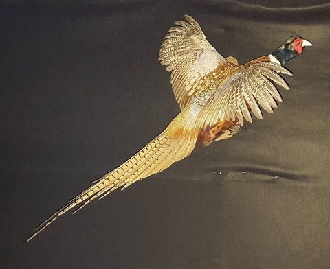 upland game bird taxidermy by Jason's Taxidermy