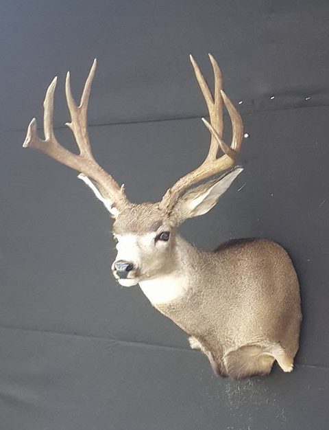 mule deer taxidermy by Jason's Taxidermy