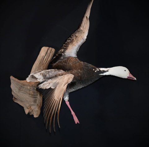 Blue Goose – Flying – waterfowl taxidermy by Jason's Taxidermy