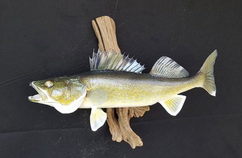 fish taxidermy by Jason's Taxidermy