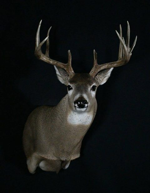 whitetail deer taxidermy by Jason's Taxidermy