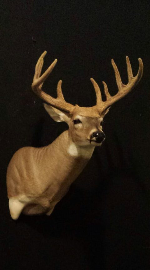 whitetail deer taxidermy by Jason's Taxidermy
