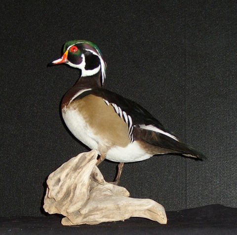 Wood Duck – Standing – waterfowl taxidermy by Jason's Taxidermy