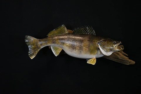 fish taxidermy by Jason's Taxidermy