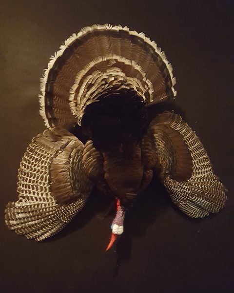 turkey taxidermy by Jason's Taxidermy
